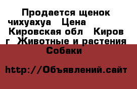 Продается щенок чихуахуа › Цена ­ 10 000 - Кировская обл., Киров г. Животные и растения » Собаки   